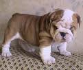 Kc Reg. English Bulldog Puppies Ready to go...