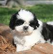 2 Shih Tzu Puppies for you...