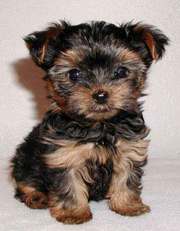 2 Yorkie Puppies for Adoption