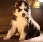 Siberian Husky intelligent,  well mannered Puppies