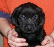 Labrador Retriever Stunning black male and Yellow Female