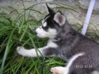 Siberian husky puppy for free adoption