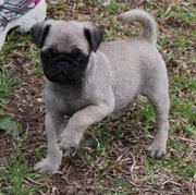 PUG PUPPIES FOR ADOPTION INTO A NEW HOME!!!!!!!!!!!!