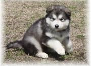 BLACK AND SPOTTED WHITE MALAMUTE PUPPIES FOR SALE 