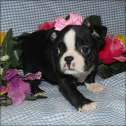 MALE BOSTON TERRIER PUPPY FOR SALE 