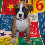 MALE AND FEMALE BOXERS NEED GOOD HOMES