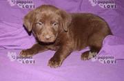 CHOCOLATE LABRADOR NEEDS A NEW HOME