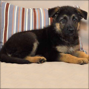 GORGEOUSE GERMAN SHEPHERD PUPPIES NOW READY FOR SALE 