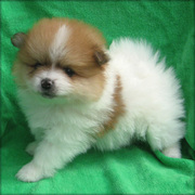 BOY AND GIRL POMERANIAN NOW READY FOR GOOD HOMES