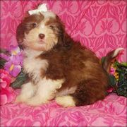 SHIH POO PUPPIES STILL READY FOR SALE M