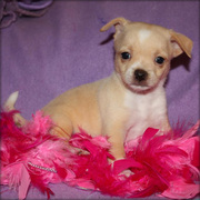 FEMALE CHIHUAHUA PUPPIES NOW READY FOR ADOPTION
