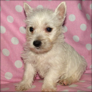 WESTIE PUPIES NOW READY FOR SALE 