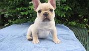 MALE FRENCH BULLDOG  NOW READY FOR SALE 