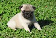 Sweet Pug puppies for sale