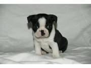 3 Boston Terrier Puppies