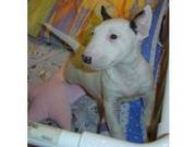 Cute Gorgeous Bull Terrier Puppies