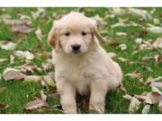 I HAVE Adorable Golden Retriever Puppies