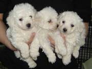 Bichon Frise Free Puppies