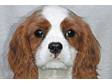 Cavalier King Charles Spaniel pups. Full pedigree, Fab....