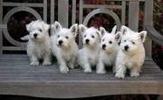 West Highland White Terrier Puppies