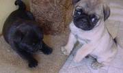 Purebred Pug puppies