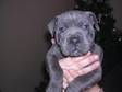 STAFFORDSHIRE BULL TERRIER pups,  staffordshire bull....