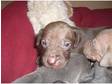 Ridgeraner puppies 4 sale