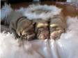 liliac shar pei pups ready to go now 3 bitches and 1 boy....