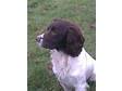 Wrenmarsh Gundogs Working cocker,  lab & FTW Springer at....