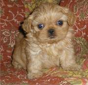 cute and playful shih tzu puppies ready to begin the new year with