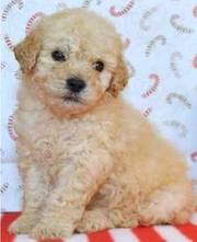 lovely poodle puppies for sale