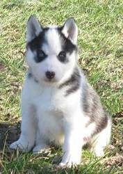 Siberian husky puppy for caring homes