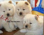 Health certificate,  Health guarantee Chow chow puppies