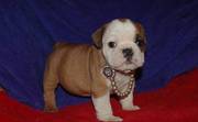 UKC Registered English Bulldog Puppies for Sale