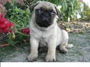 Intelligent pug puppy for loving homes