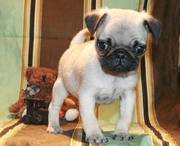 Pug puppies with 1 yr. health guarantee