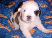 indoor raise Saint Bernard puppies for good homes