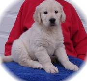 So cute! Family raised Golden Retreiver Puppies