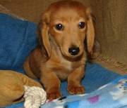 Dachshund Puppy for sale