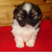 Shih tzu puppy for nice homes