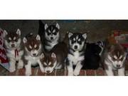 Cute Good Looking Siberian Husky Pups