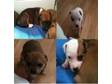 4 Female FULL Staffordshire Bull Terrier Female Puppies....