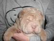 BEAUTIFUL SHAR Pei Puppies,  Dog,  Sharpei,  various....