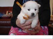 American eskimo puppy for loving homes