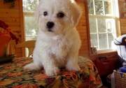 New Babies Bichon Frise Puppies for Sale