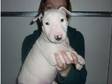 larst 2 kc reg english bull terrier pups. hi there we....