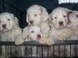 CLUMBER SPANIELS,  Dog,  ClumberSpaniels,  white and....