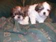 LHASA X shih Tzu,  Puppies,  Dog,  Breeds ,  various....