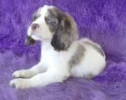 fletchdash@yahoo.com Home raised cocker spaniel puppies available