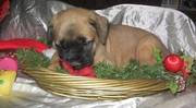 Gorgeous Mastiff puppies For sale